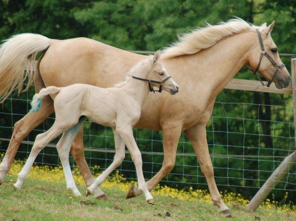 DSP Legend Moon Princess billede 3