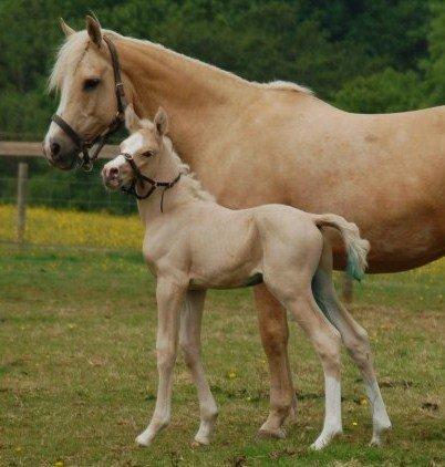 DSP Legend Moon Princess - Omkring 2007 billede 4