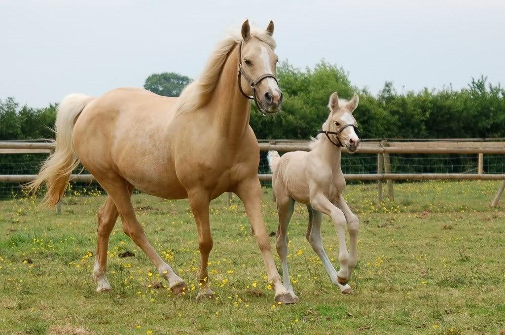 DSP Legend Moon Princess - Legend Moon Princess.
Omkring 2007 billede 1