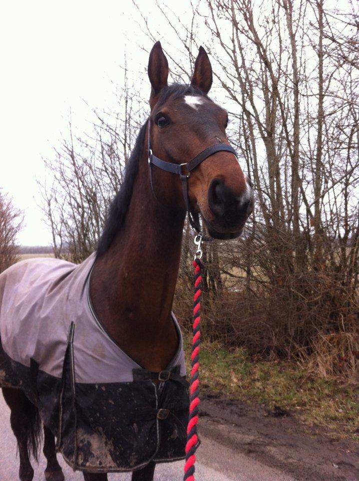 Dansk Varmblod ELMIRA *Elle* billede 6