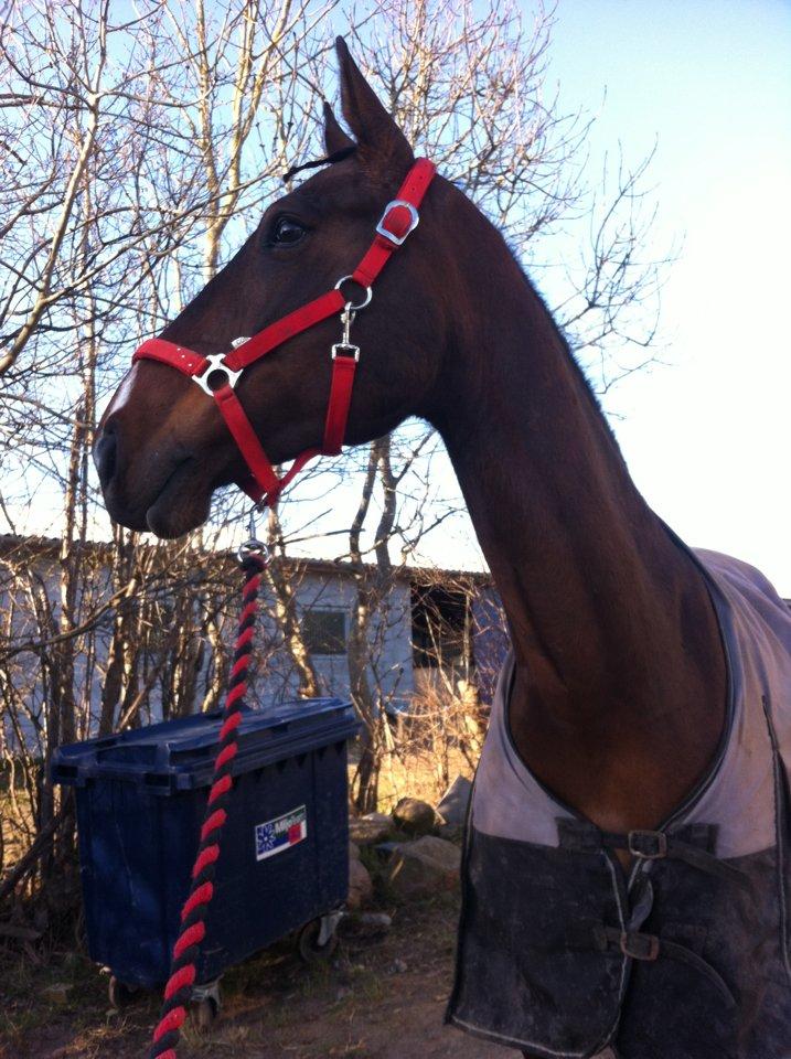 Dansk Varmblod ELMIRA *Elle* billede 7