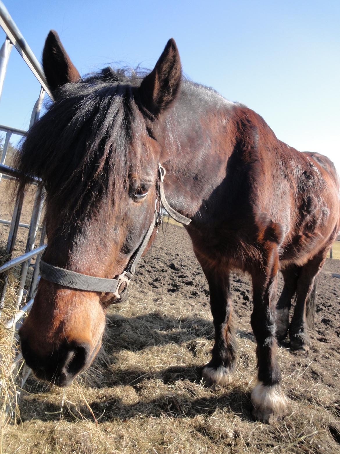 Welsh Cob (sec D) Stallone  - Min søde lille pony:) billede 13