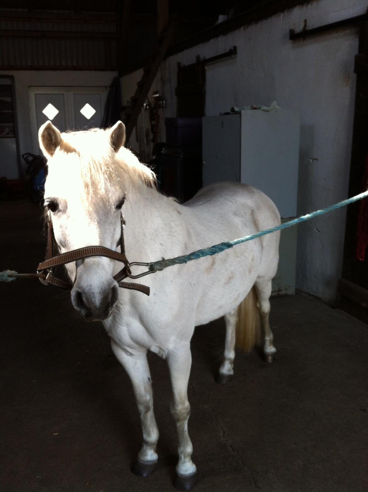 Anden særlig race Coco - April 2013 billede 15