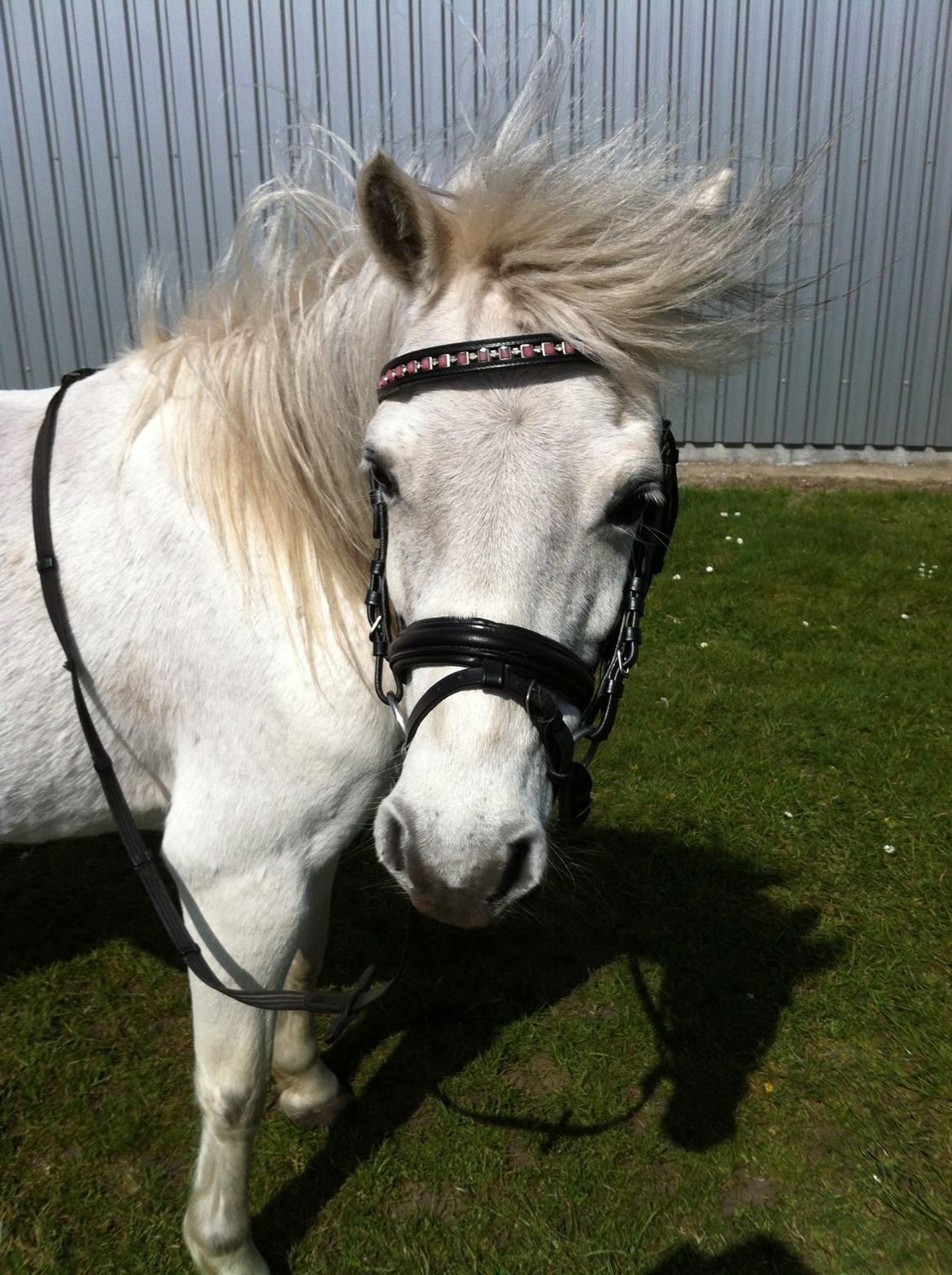 Anden særlig race Coco - April 2013 billede 16