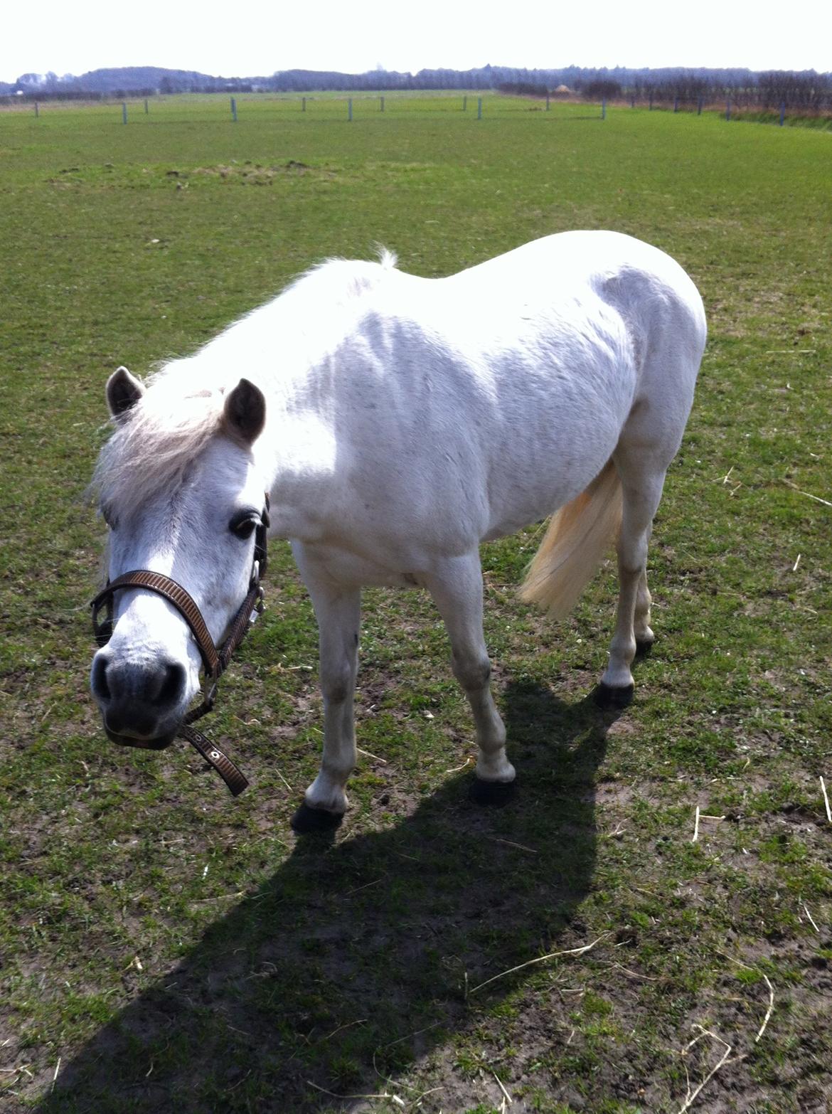 Anden særlig race Coco - April 2013 billede 17