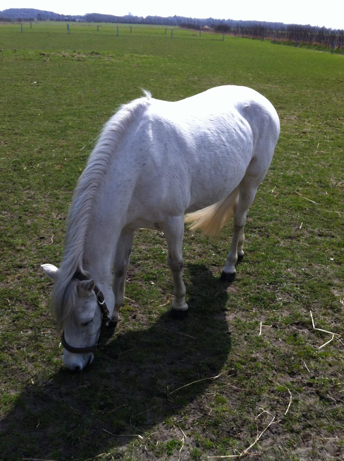 Anden særlig race Coco - April 2013 billede 18
