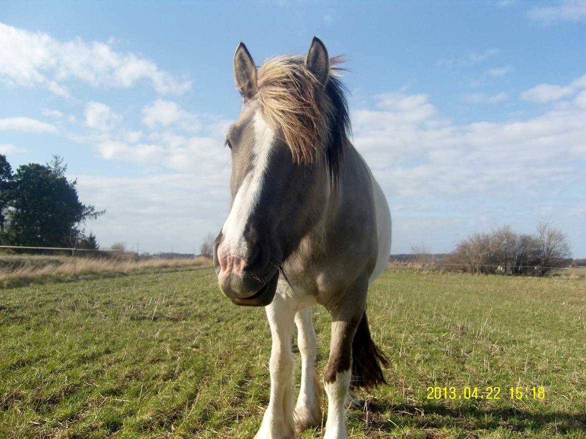 Irish Cob Crossbreed Filina (Fifle) billede 12