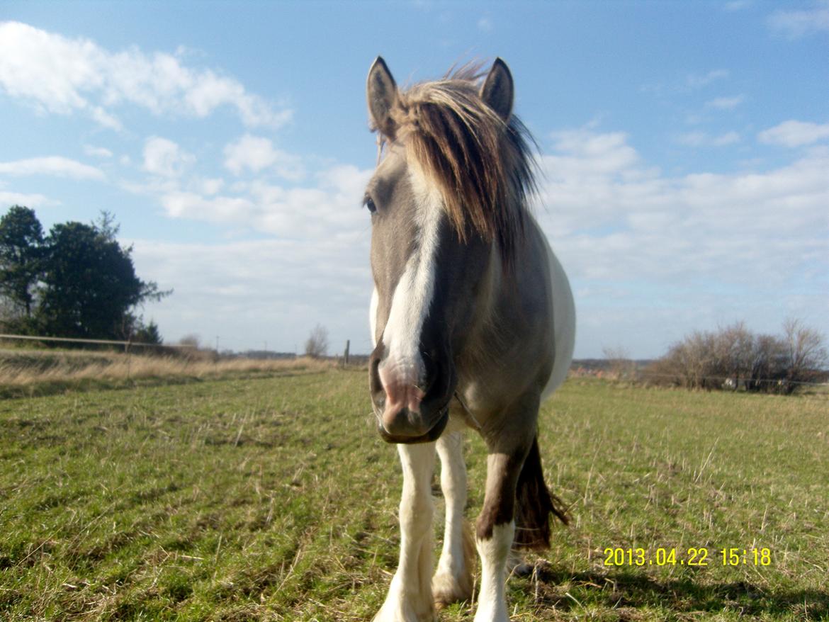 Irish Cob Crossbreed Filina (Fifle) billede 3