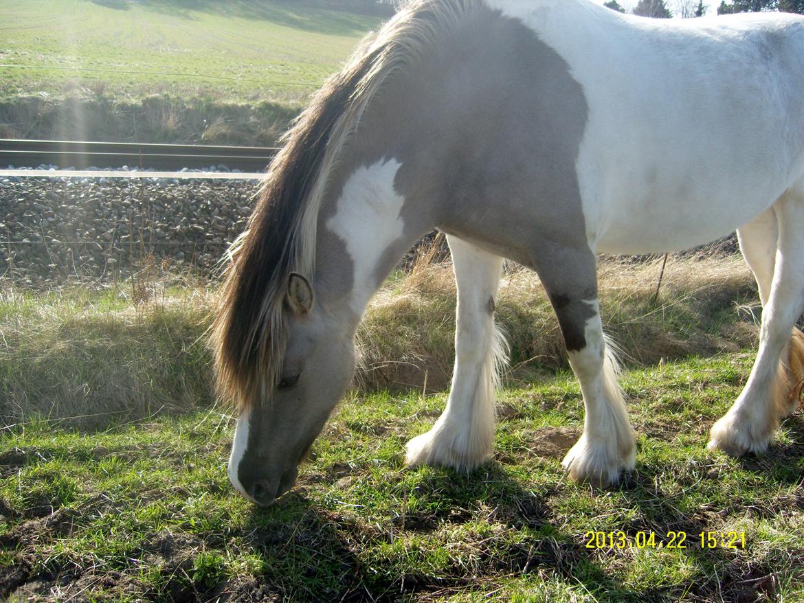 Irish Cob Crossbreed Filina (Fifle) billede 13
