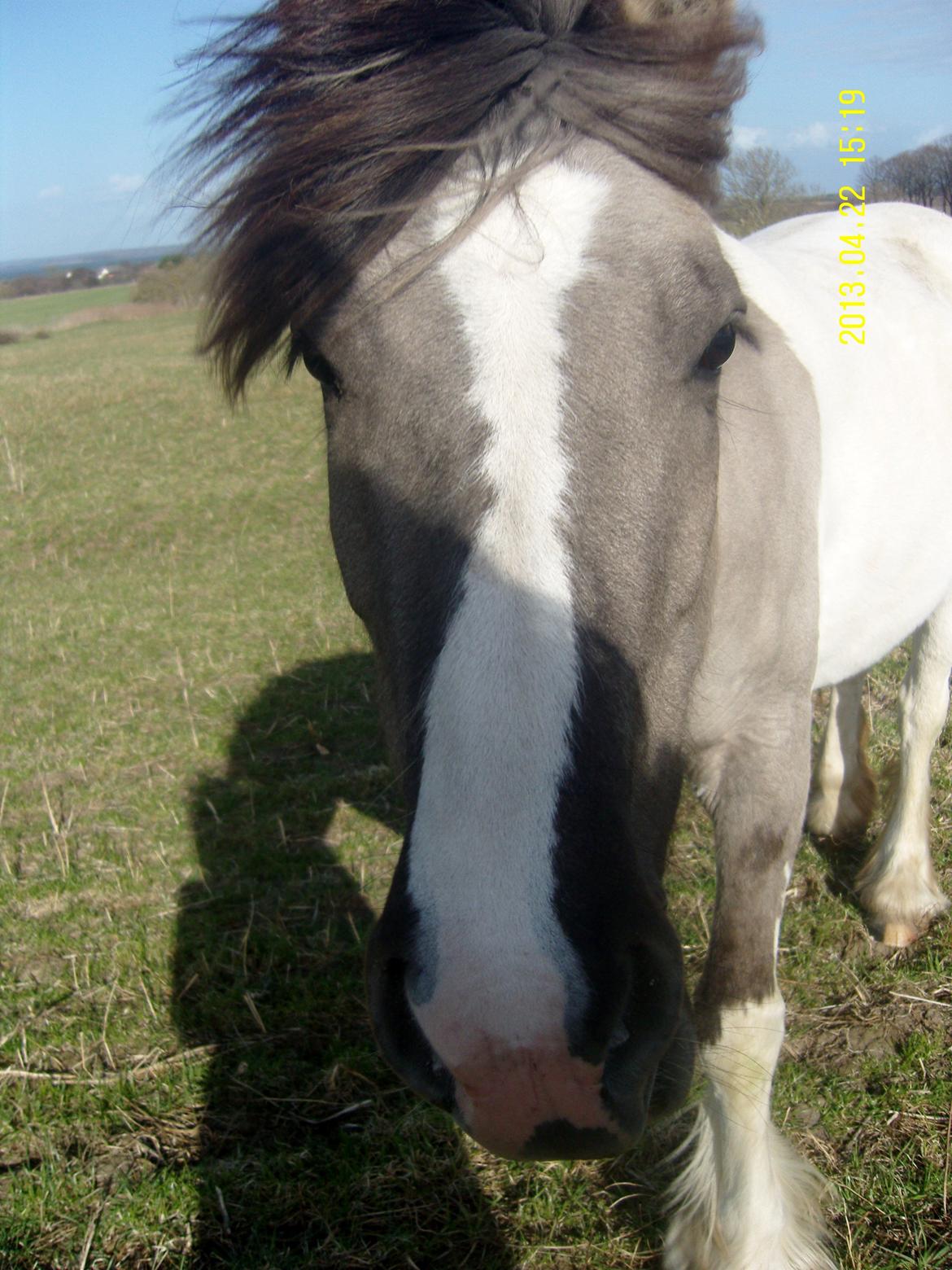 Irish Cob Crossbreed Filina (Fifle) billede 14