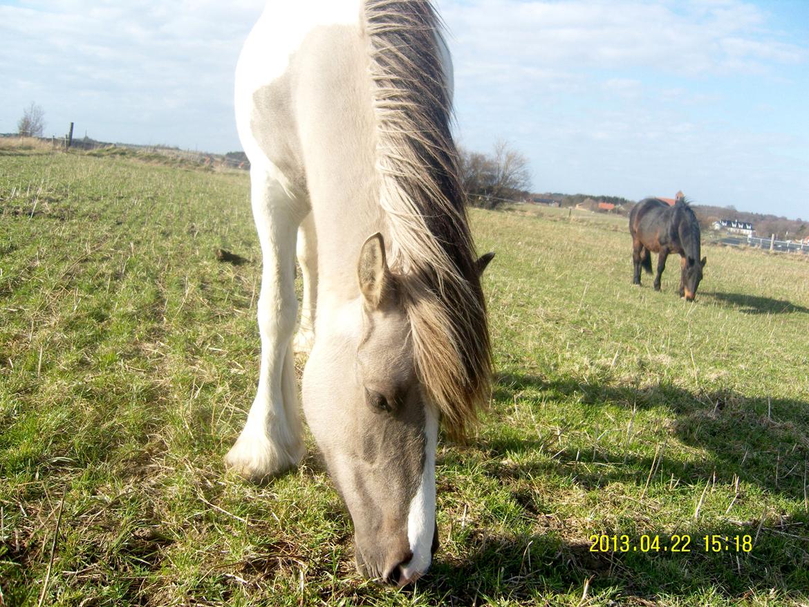 Irish Cob Crossbreed Filina (Fifle) billede 15