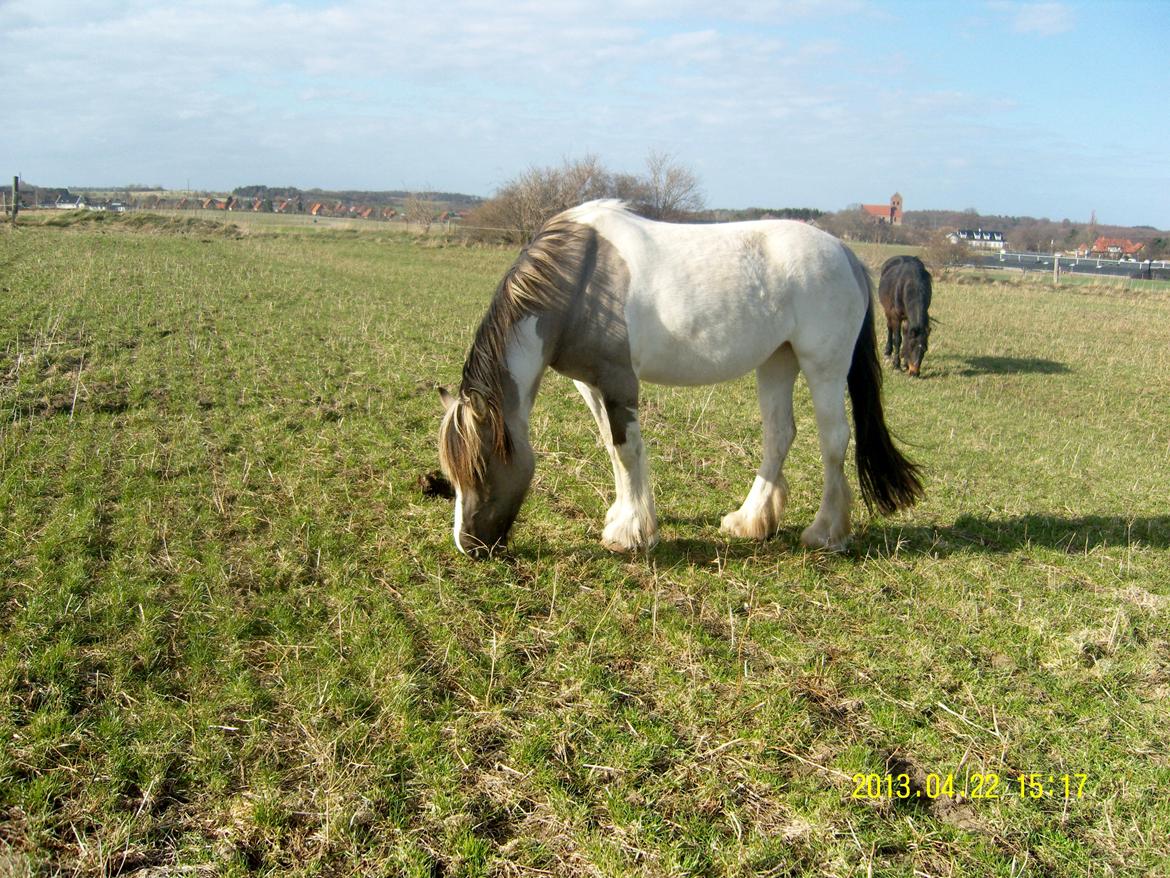 Irish Cob Crossbreed Filina (Fifle) billede 16