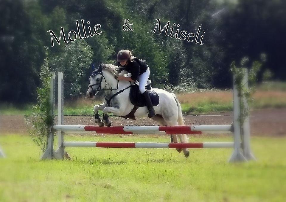 Anden særlig race Müseli<3 ( bornholms og klub mester ) - bassen! <3<3 billede 19