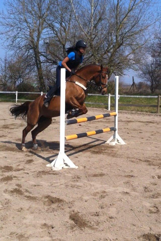 Anden særlig race Milla billede 4