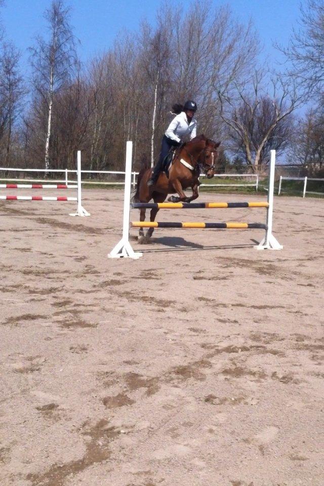 Anden særlig race Milla billede 5