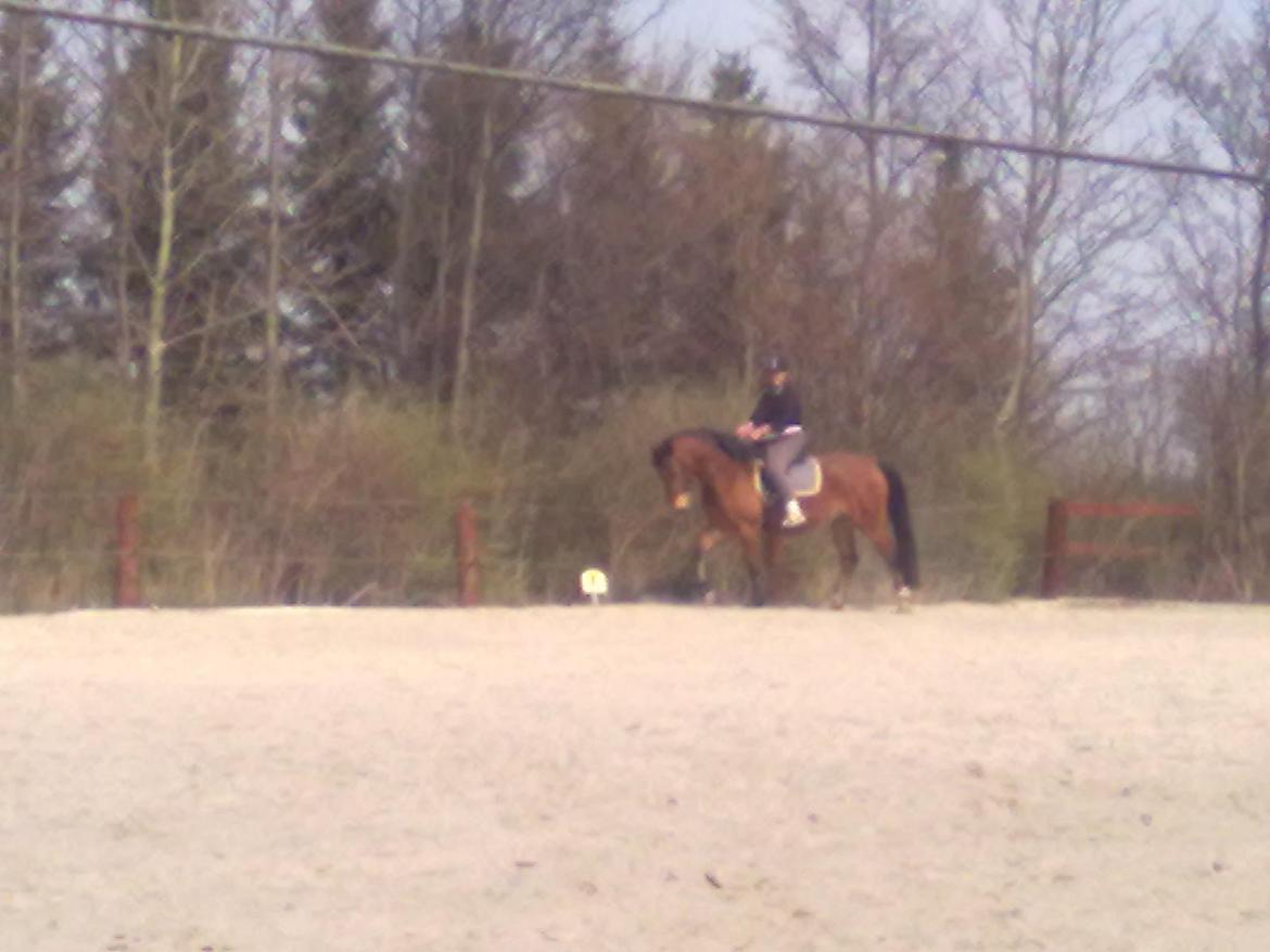 Anden særlig race Harry Potter billede 7