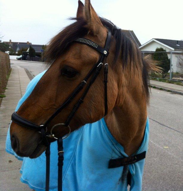 Anden særlig race Lady - En lille aftentur med Lady <3. Foto: Mig  billede 3