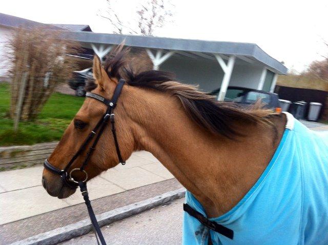 Anden særlig race Lady - Trækker en lille tur. <3 Foto: Mig billede 11