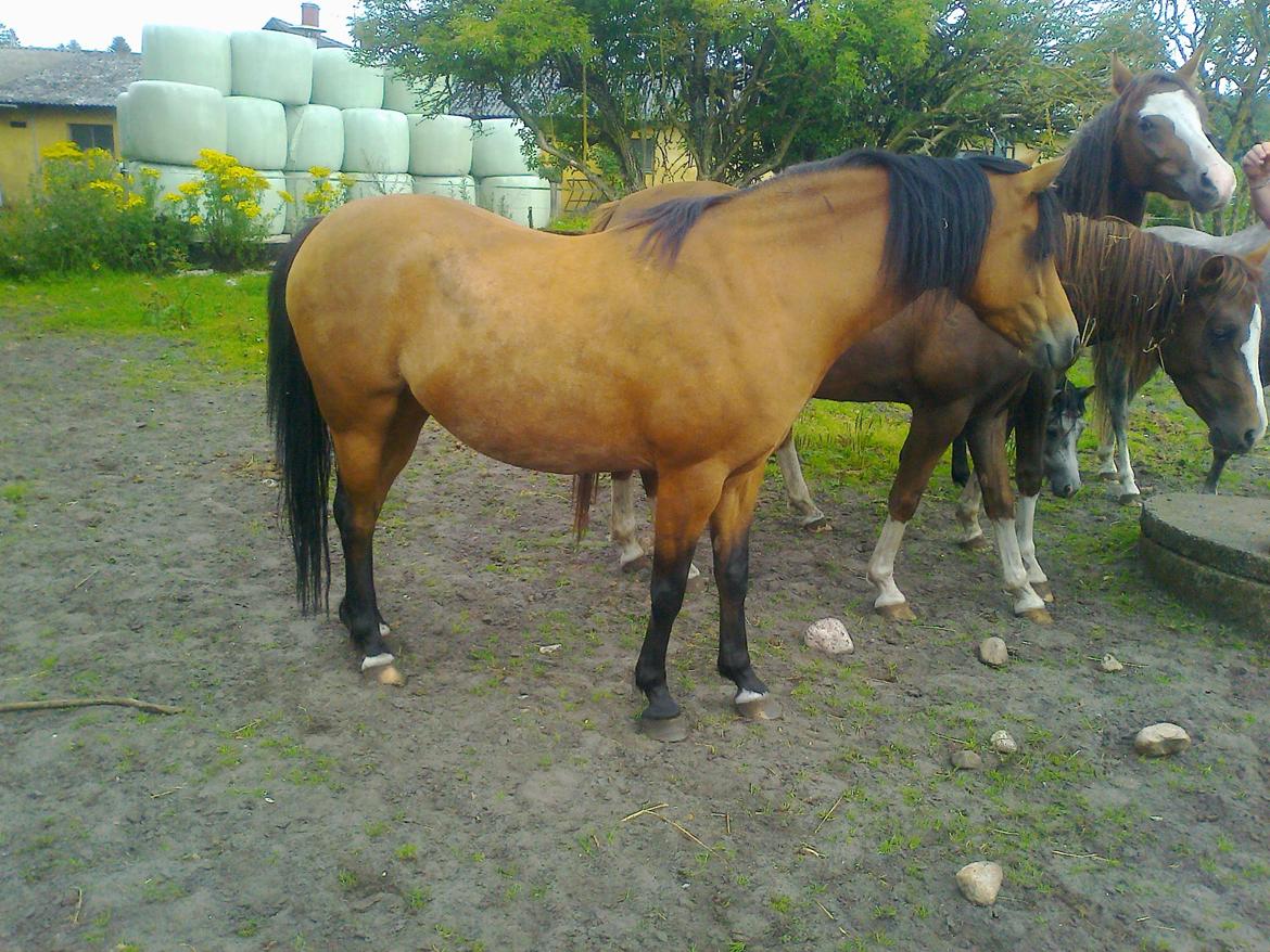 Welsh Pony (sec B) Fiona - Ahhh billede 2