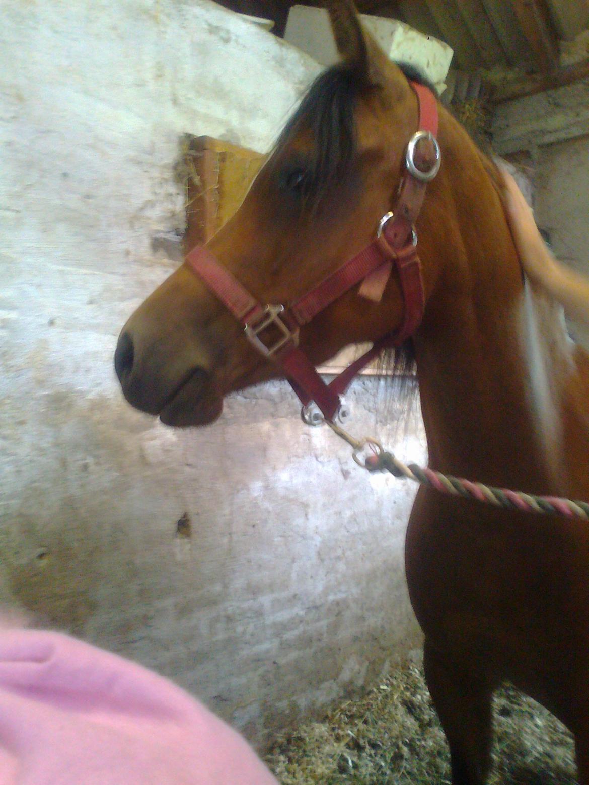 Welsh Pony (sec B) Fiona - Hovsa billede 3