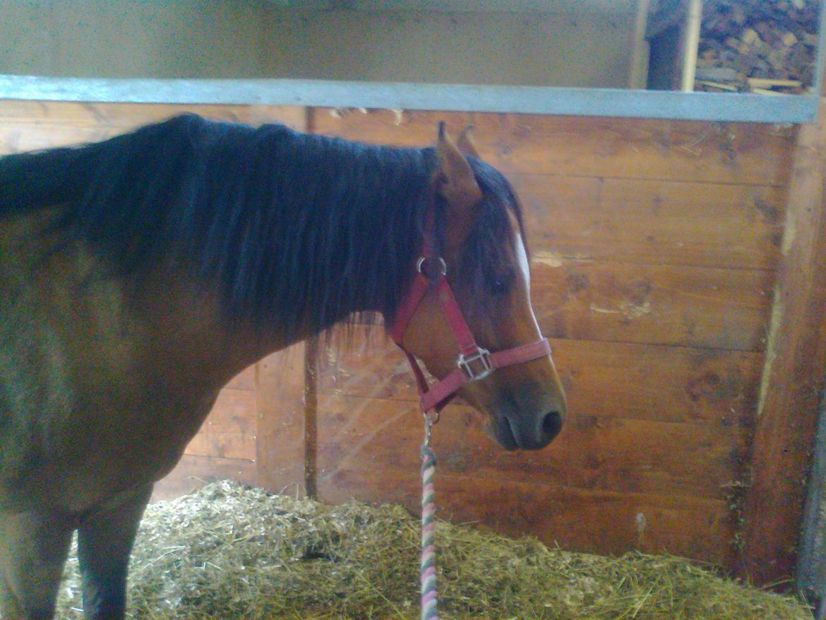 Welsh Pony (sec B) Fiona billede 11