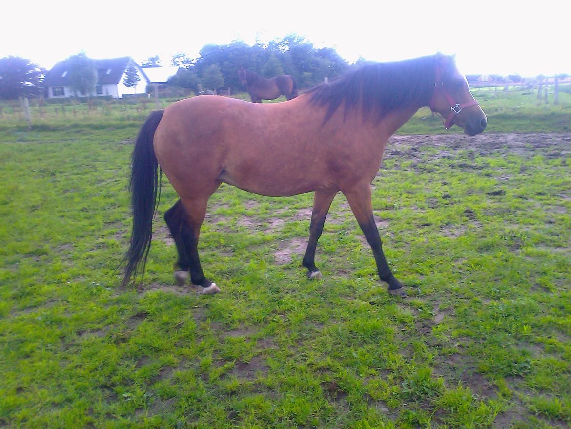 Welsh Pony (sec B) Fiona - Lille gå tur billede 4