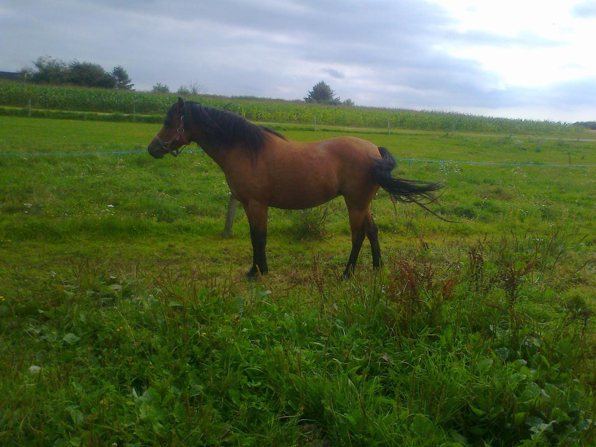 Welsh Pony (sec B) Fiona billede 5