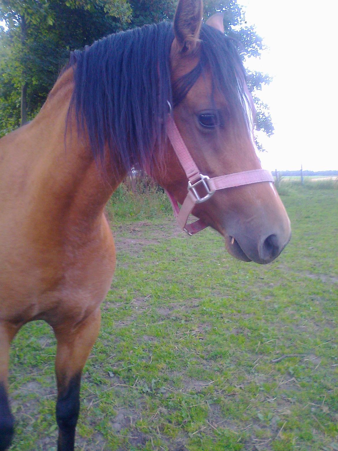 Welsh Pony (sec B) Fiona - Se prinsessen billede 6