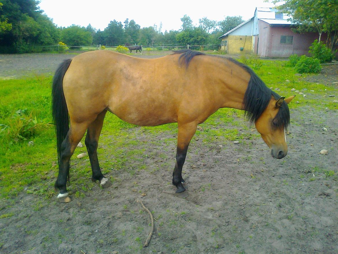 Welsh Pony (sec B) Fiona - Hmm billede 1