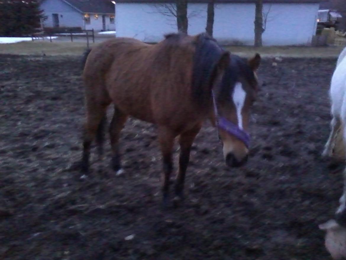 Welsh Pony (sec B) Fiona billede 7