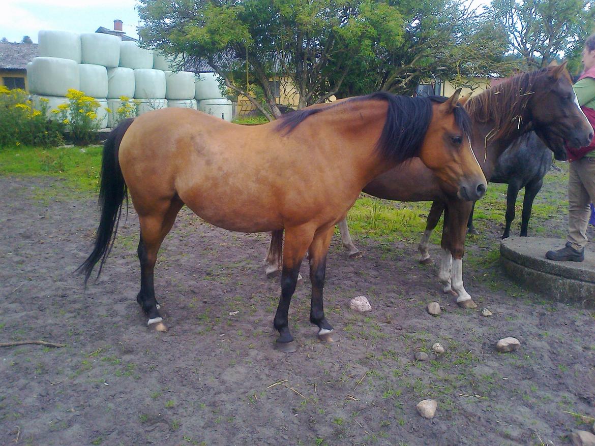 Welsh Pony (sec B) Fiona billede 8