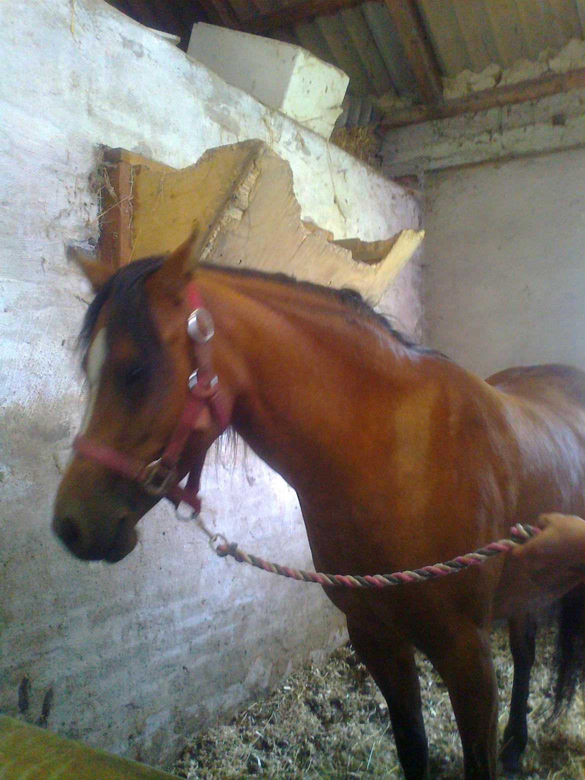 Welsh Pony (sec B) Fiona billede 9