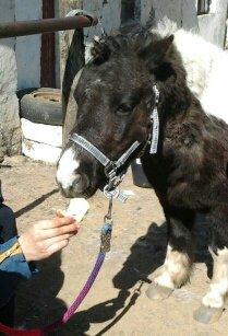 Shetlænder Bobo <3 Udlånt <3 - Bobo bliver forkælet mens han bliver gjort klar til Åbent hus på Stutteri Midtnight.
Han er hovedatraction med hestepære Bingo og så skal han være spring ;)  billede 6