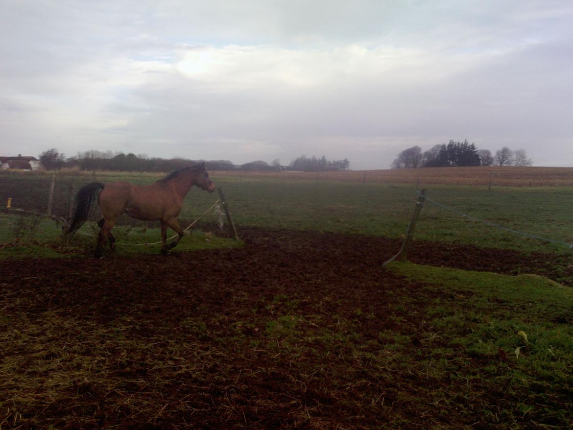 Welsh Pony (sec B) Fiona billede 10