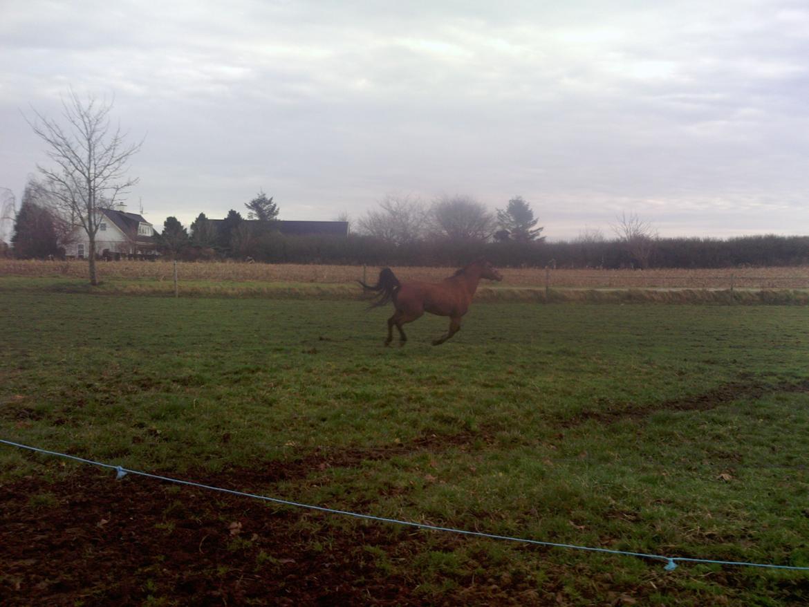 Welsh Pony (sec B) Fiona billede 13