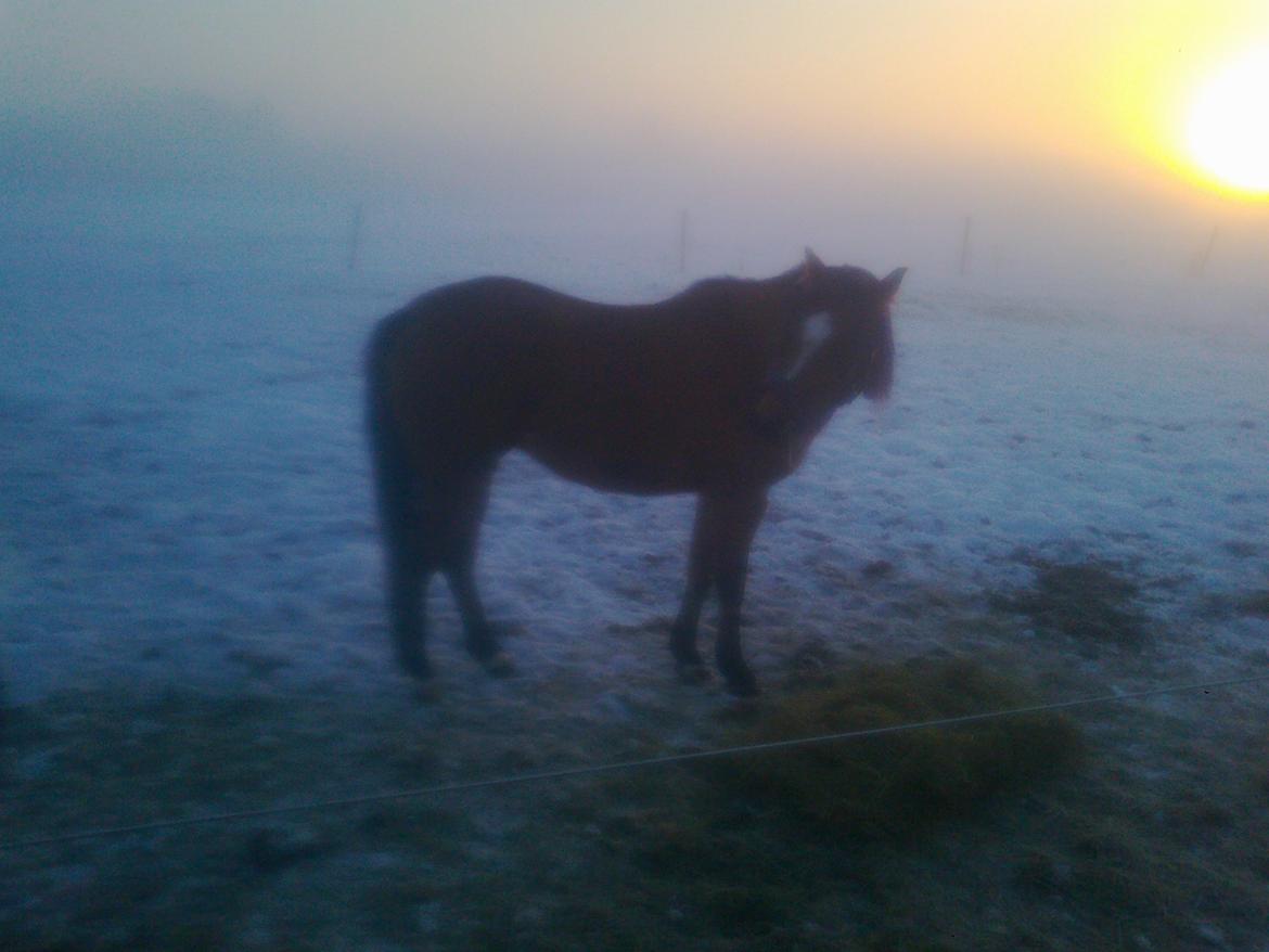 Welsh Pony (sec B) Fiona billede 12