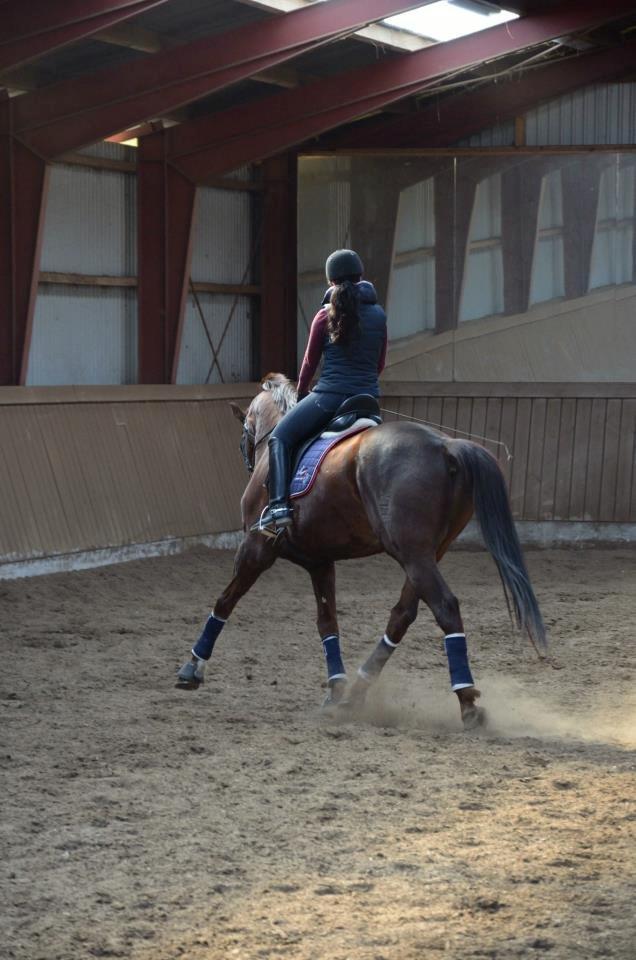 Dansk Varmblod Alby's Don De Luxe billede 18