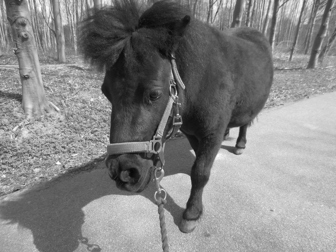 Shetlænder Mejse [Tidl. Passer] billede 12