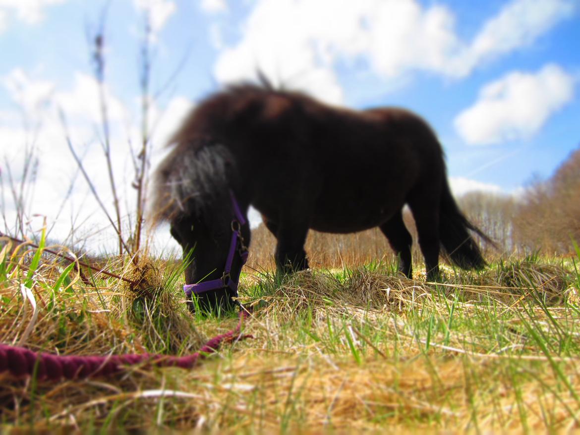 Shetlænder Mejse [Tidl. Passer] billede 2
