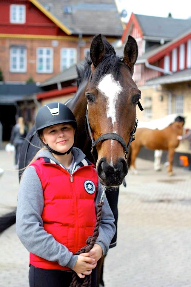 Trakehner Lasse e. Buddenbrock billede 18