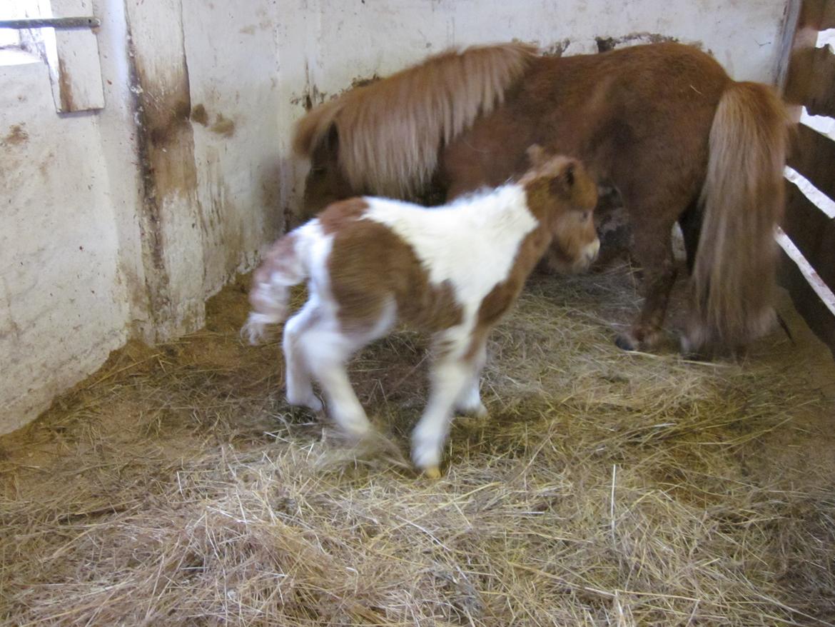 Shetlænder Birch´s Whisler Bay R.I.P billede 3