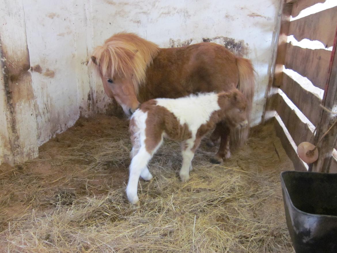 Shetlænder Birch´s Whisler Bay R.I.P billede 4