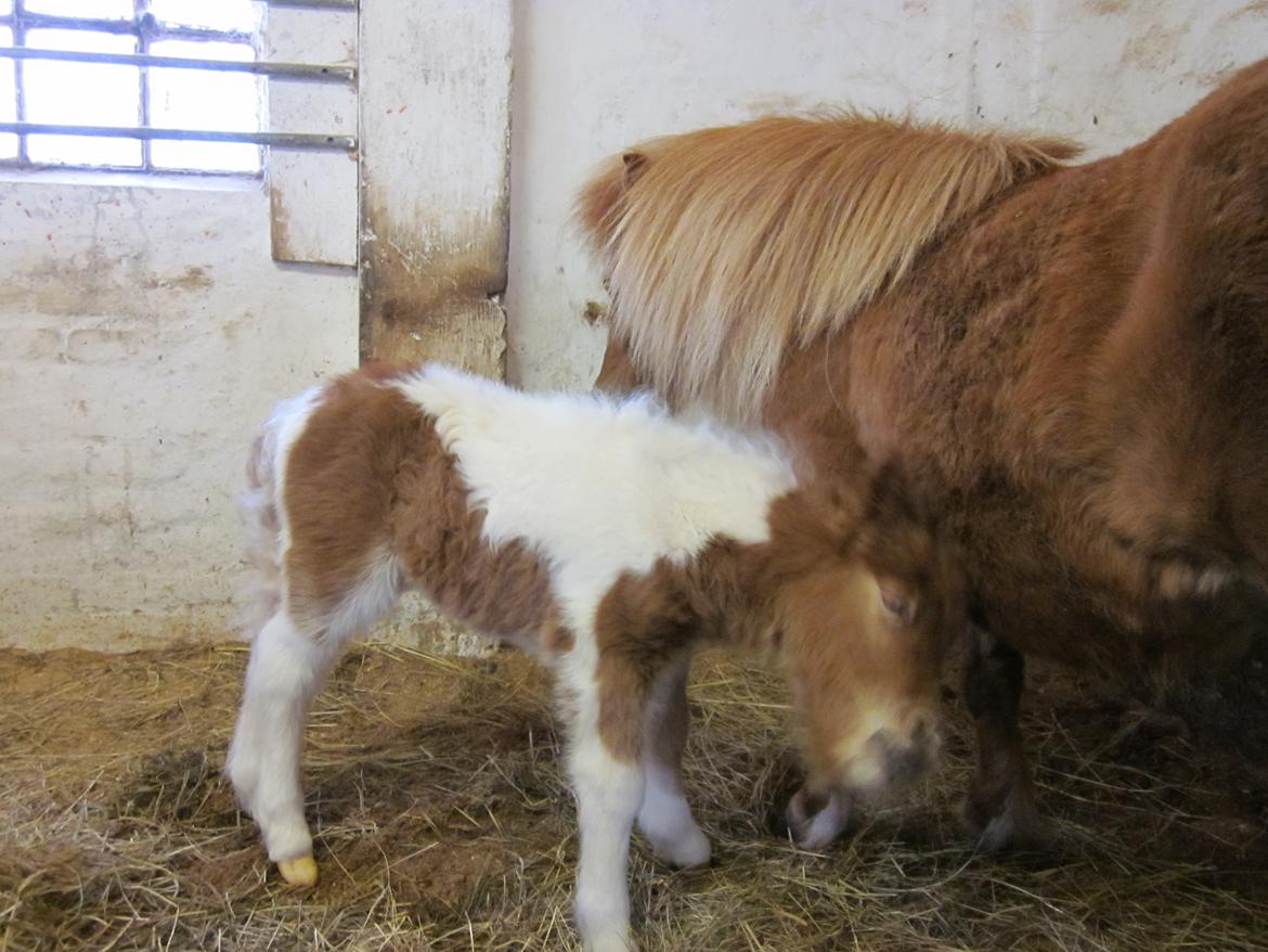 Shetlænder Birch´s Whisler Bay R.I.P billede 6