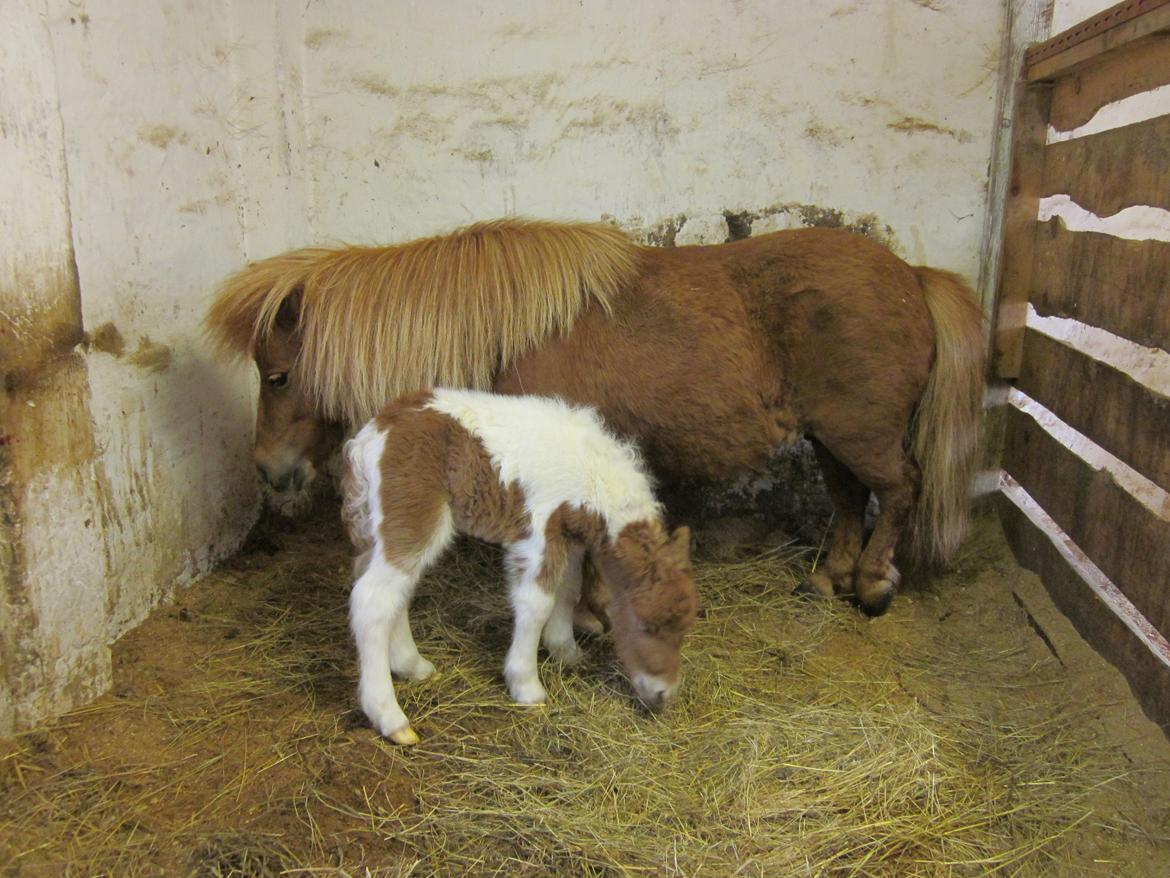 Shetlænder Birch´s Whisler Bay R.I.P billede 10