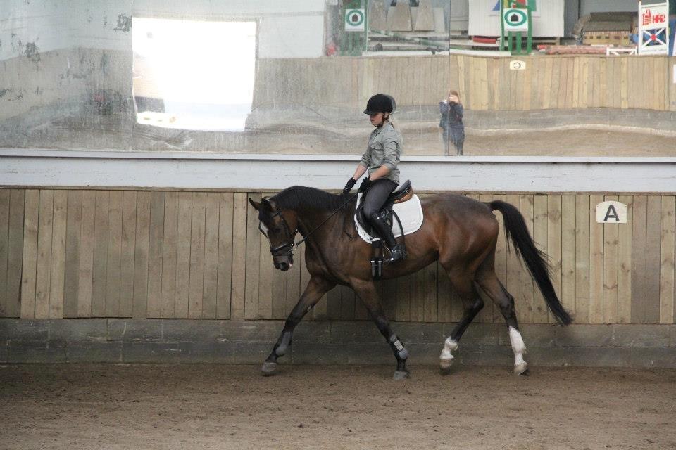 Trakehner Lasse e. Buddenbrock billede 19