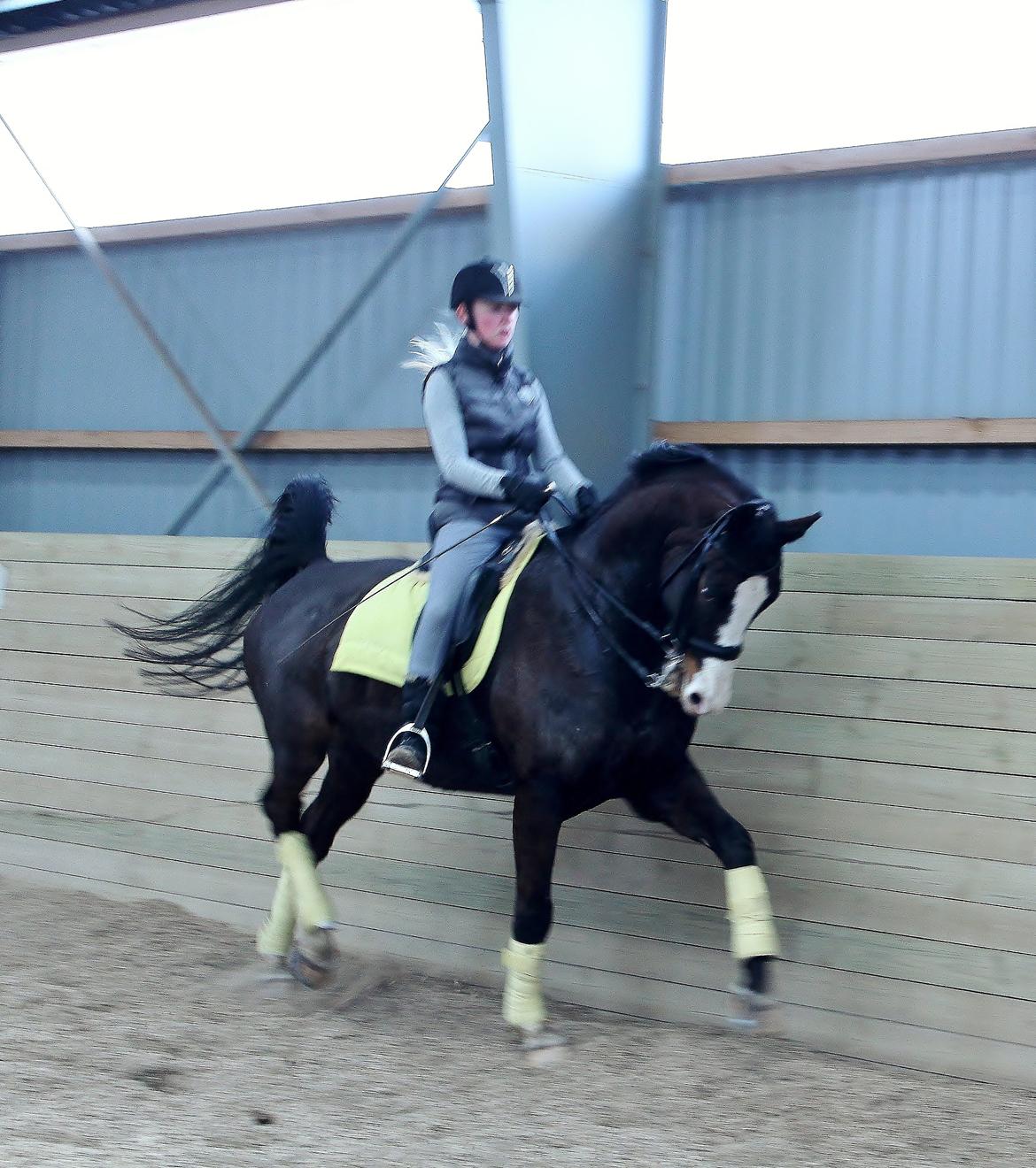 Dansk Varmblod Sant Jordi´s Mccoy, B-Hest billede 27