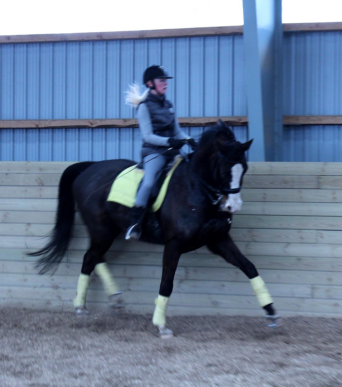 Dansk Varmblod Sant Jordi´s Mccoy, B-Hest billede 37