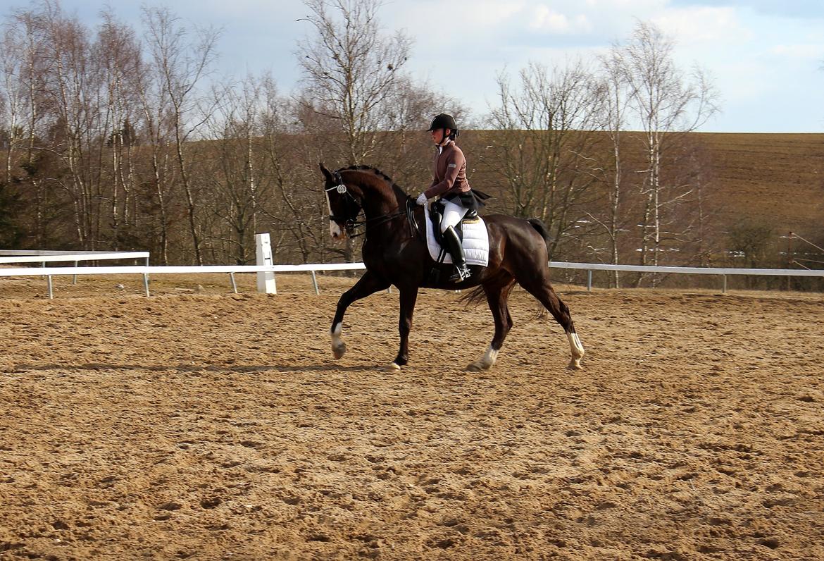 Dansk Varmblod Sant Jordi´s Mccoy, B-Hest billede 35