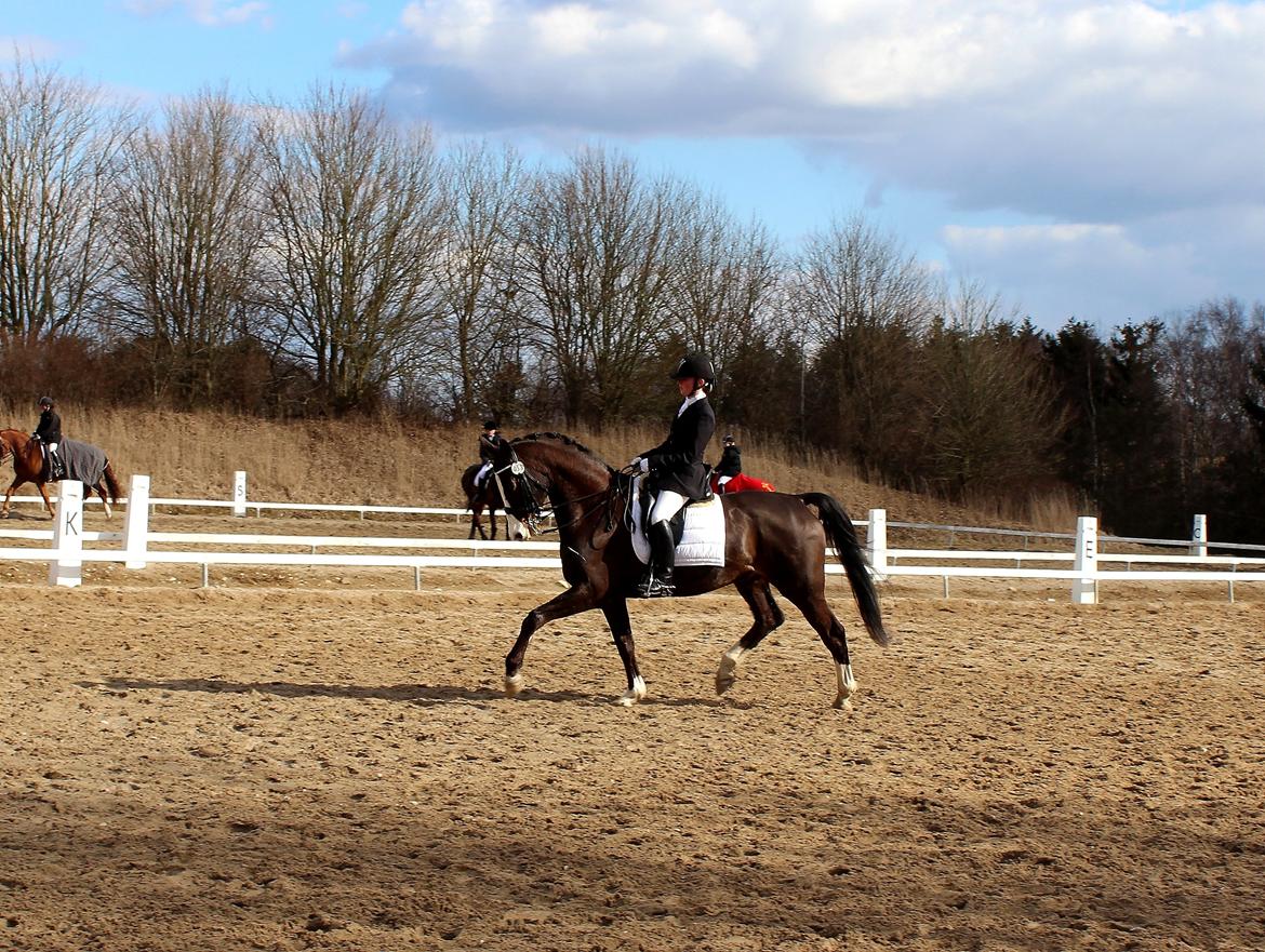 Dansk Varmblod Sant Jordi´s Mccoy, B-Hest billede 15