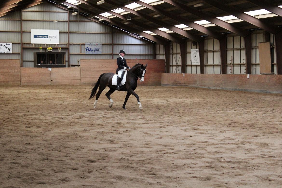 Dansk Varmblod Sant Jordi´s Mccoy, B-Hest billede 23